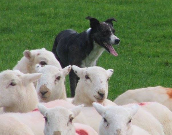 Welsh Sheepdog Arglwyddes Jac